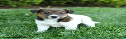 Jack Russell Terrier dogs for sale: Rowan - Ad 2