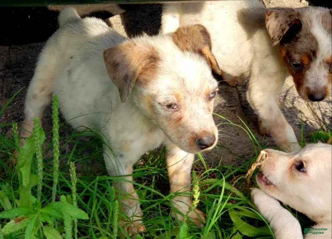 Australian Cattle Dog dogs for sale: Australian Cattle Dog Puppy 6 - Ad 1