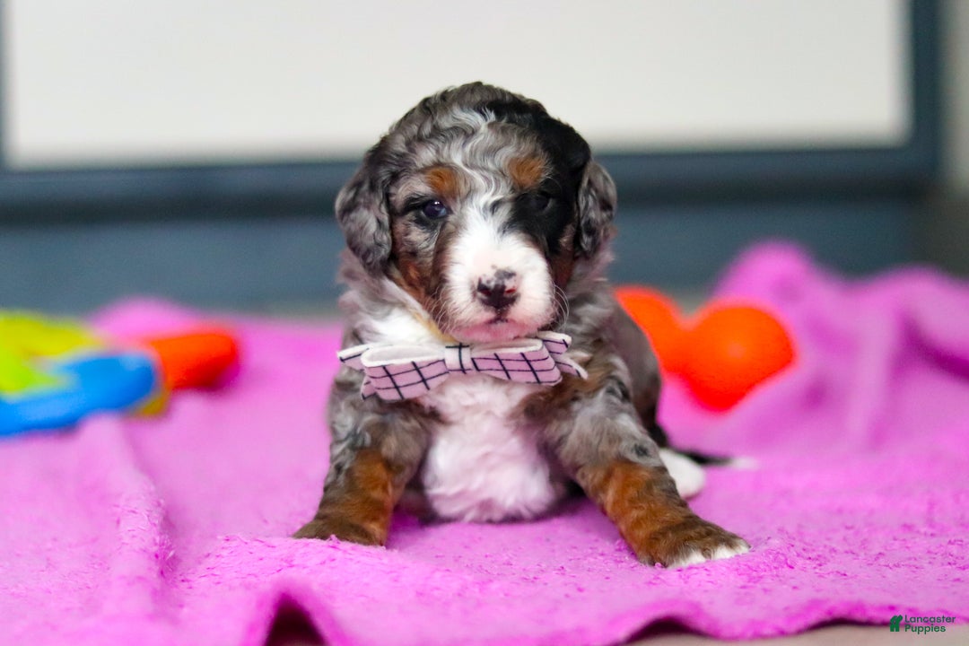 Mini Bernedoodle dogs for sale: Jack - Ad 3