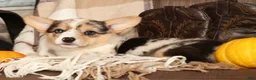 Welsh Corgi Pembroke dogs for sale: Teresa - Ad 8