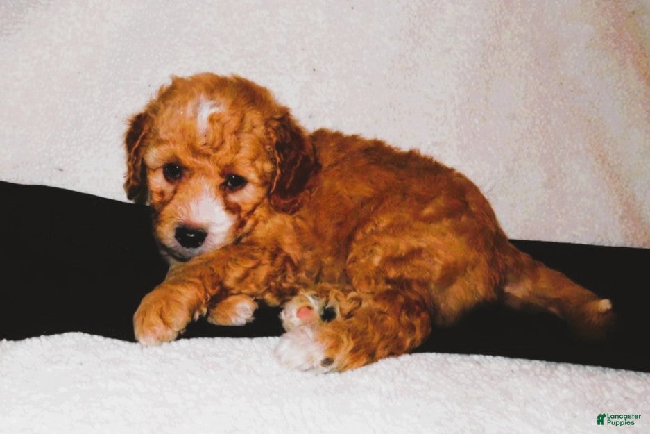 Mini Goldendoodle dogs Finn - Ad 2