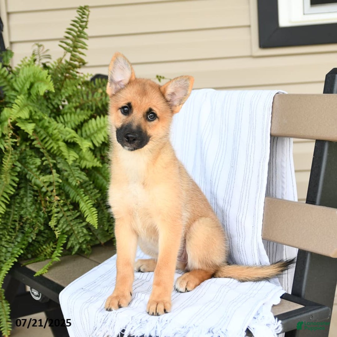 Mixed Breed dogs for sale: Tricky - Ad 18