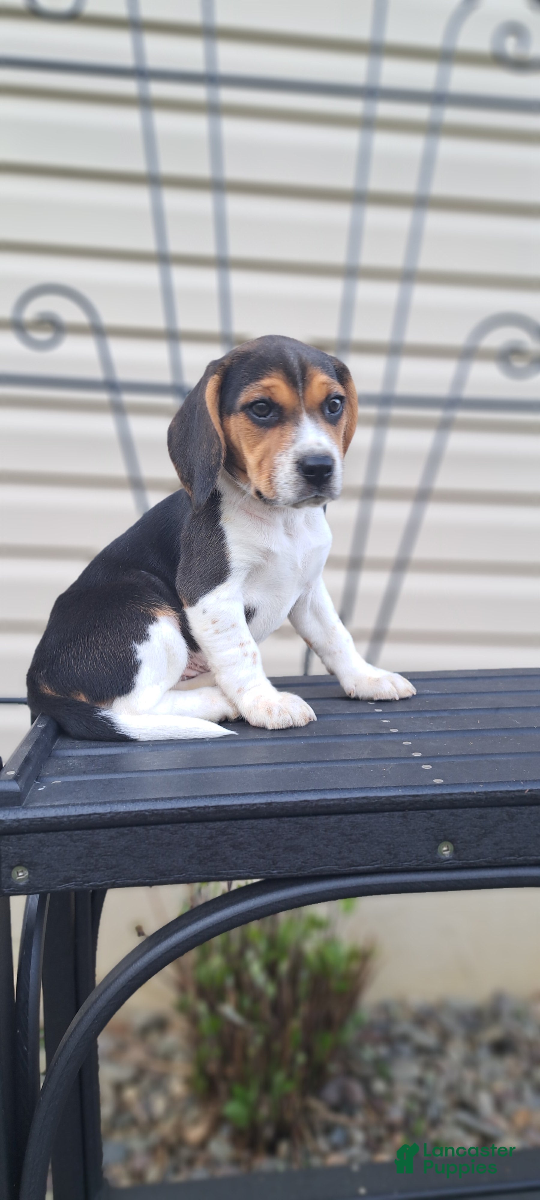 Beagle dogs Hazel - Ad 2