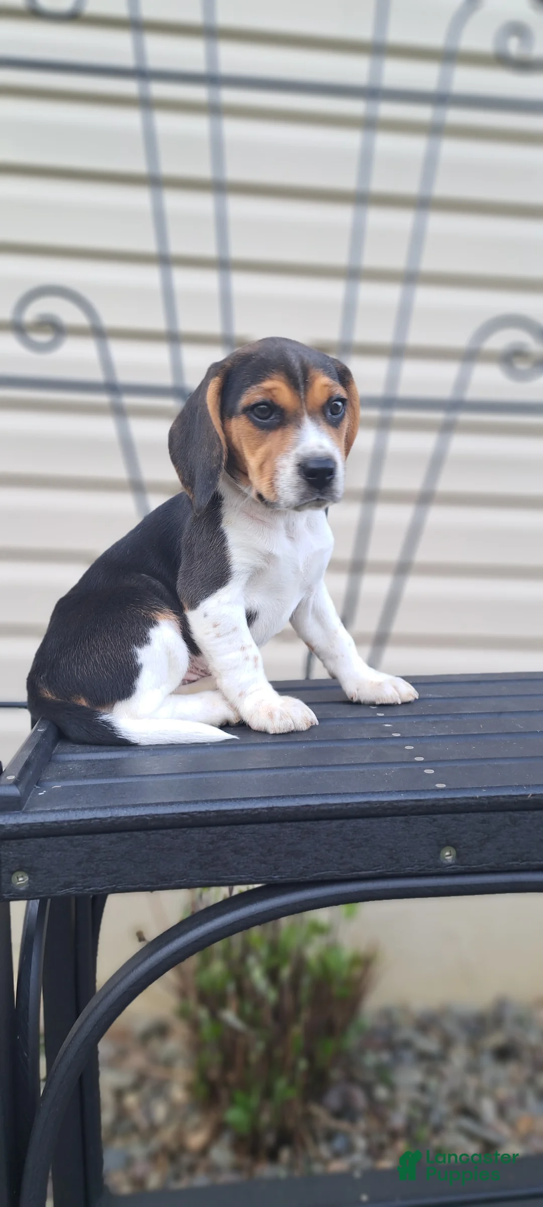 Beagle dogs for sale: Hazel - Ad 2