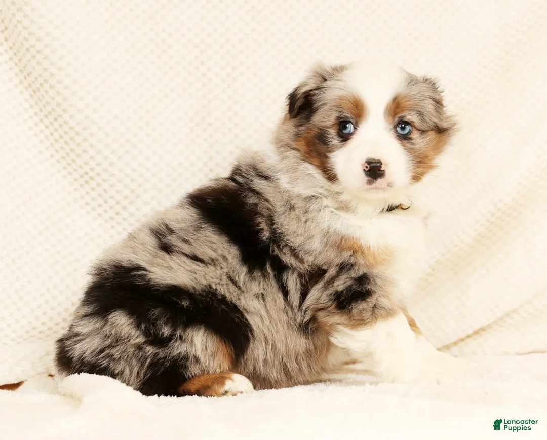 Miniature Australian Shepherd dogs for sale: Emmy - Ad 6