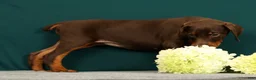 Doberman Pinscher dogs for sale: Paisley - Ad 6