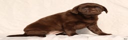 Labrador Retriever dogs for sale: Belle - Ad 3