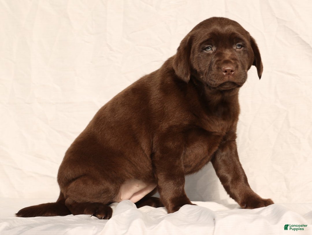 Labrador Retriever dogs for sale: Belle - Ad 3