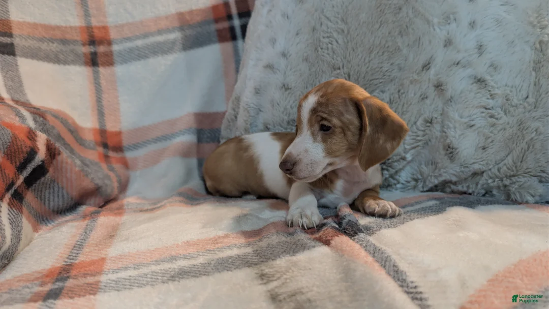 Miniature Dachshund dogs for sale: Finley  - Ad 4