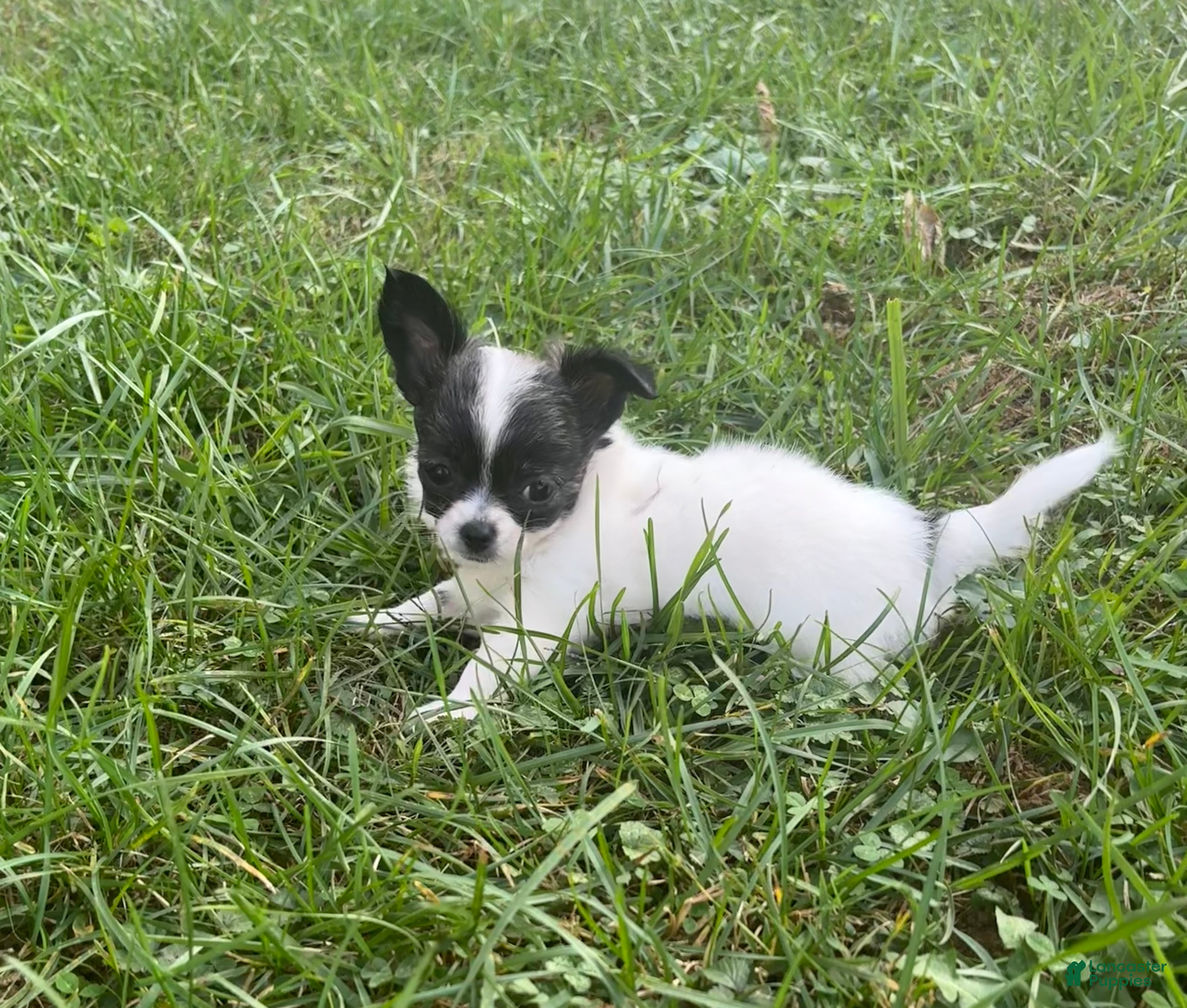 Chihuahua dogs Chihuahua 2 - Ad 2