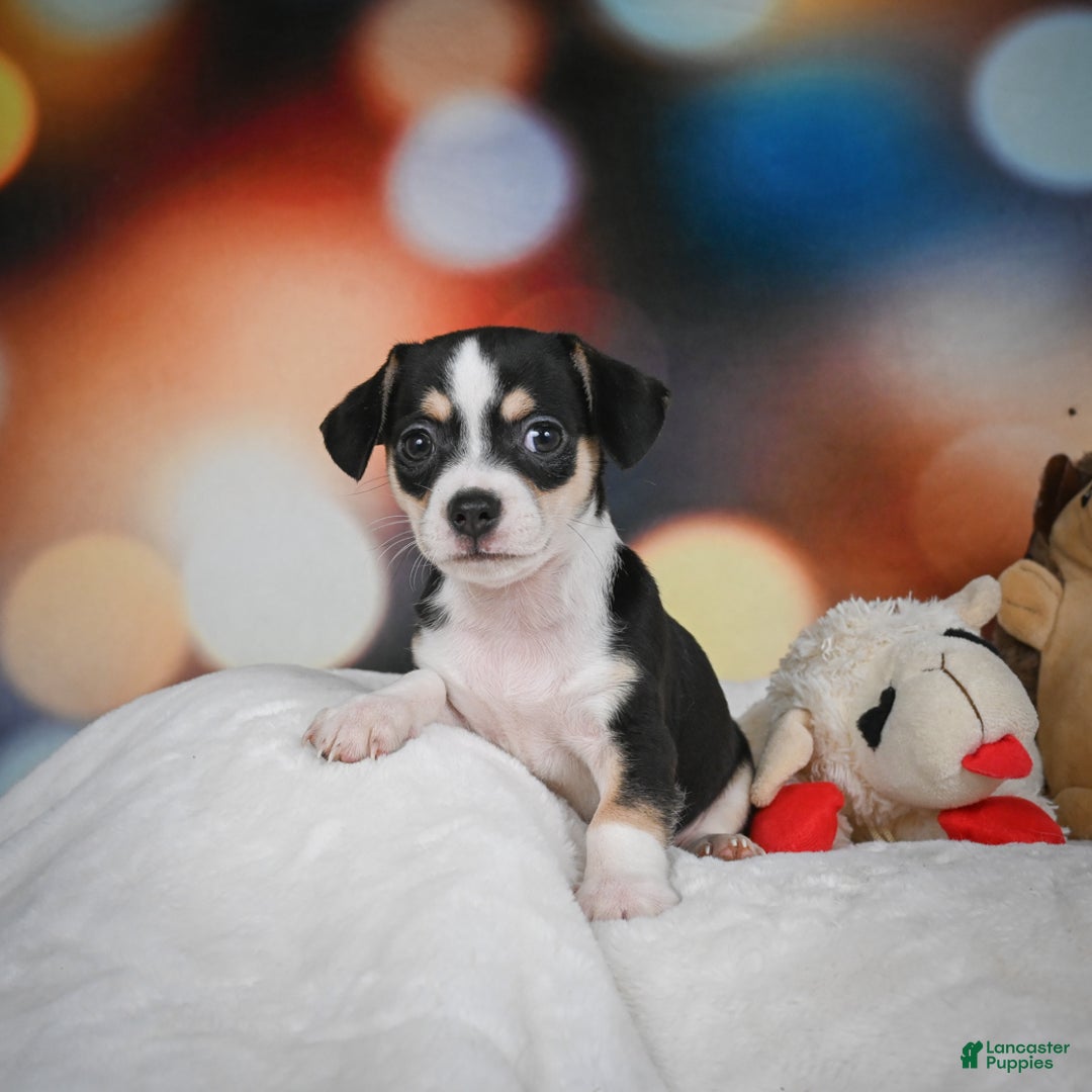 Chihuahua dogs for sale: Glen - Ad 8