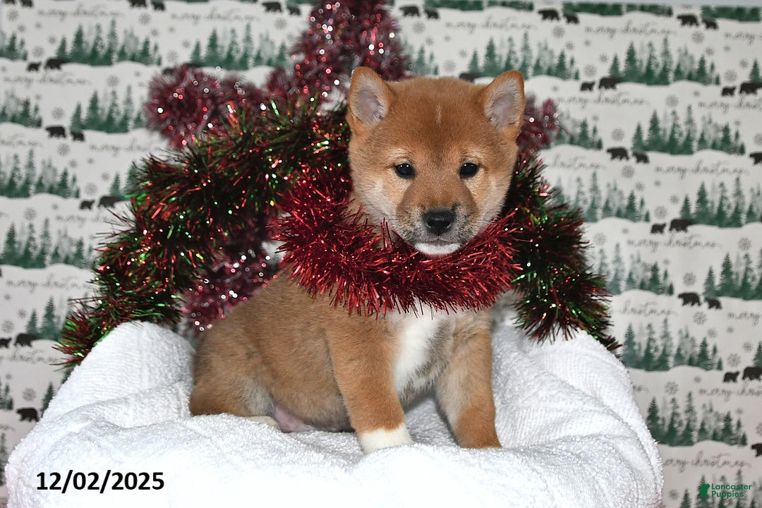 Shiba Inu dogs for sale: Milan - Ad 2