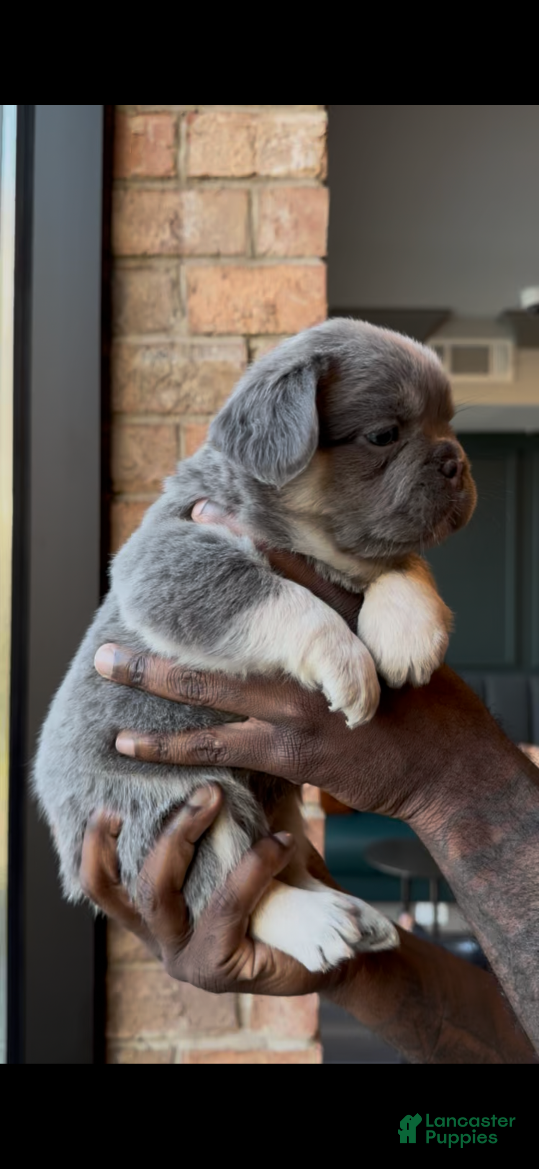 French Bulldog dogs for sale: Axel - Ad 2