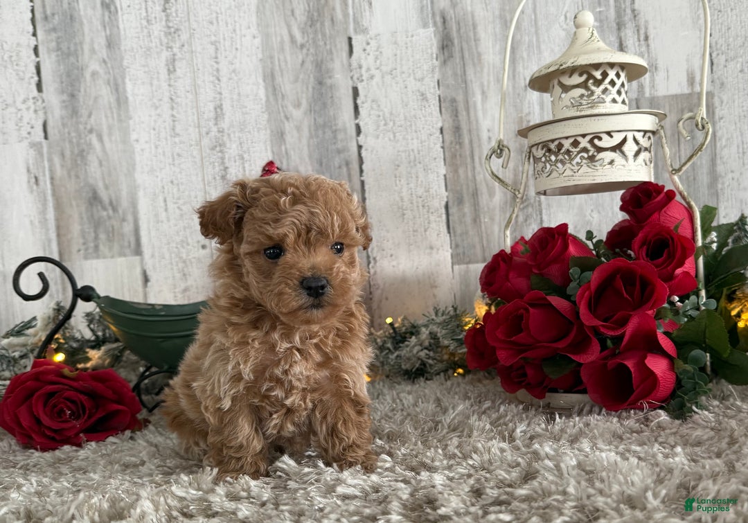Maltipoo dogs for sale: Raelynn - Ad 2