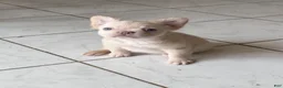 French Bulldog dogs for sale: Fluffy female cream or platinum  - Ad 6