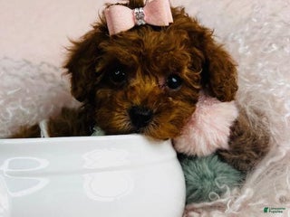 Toy Poodle dogs - Ad 39