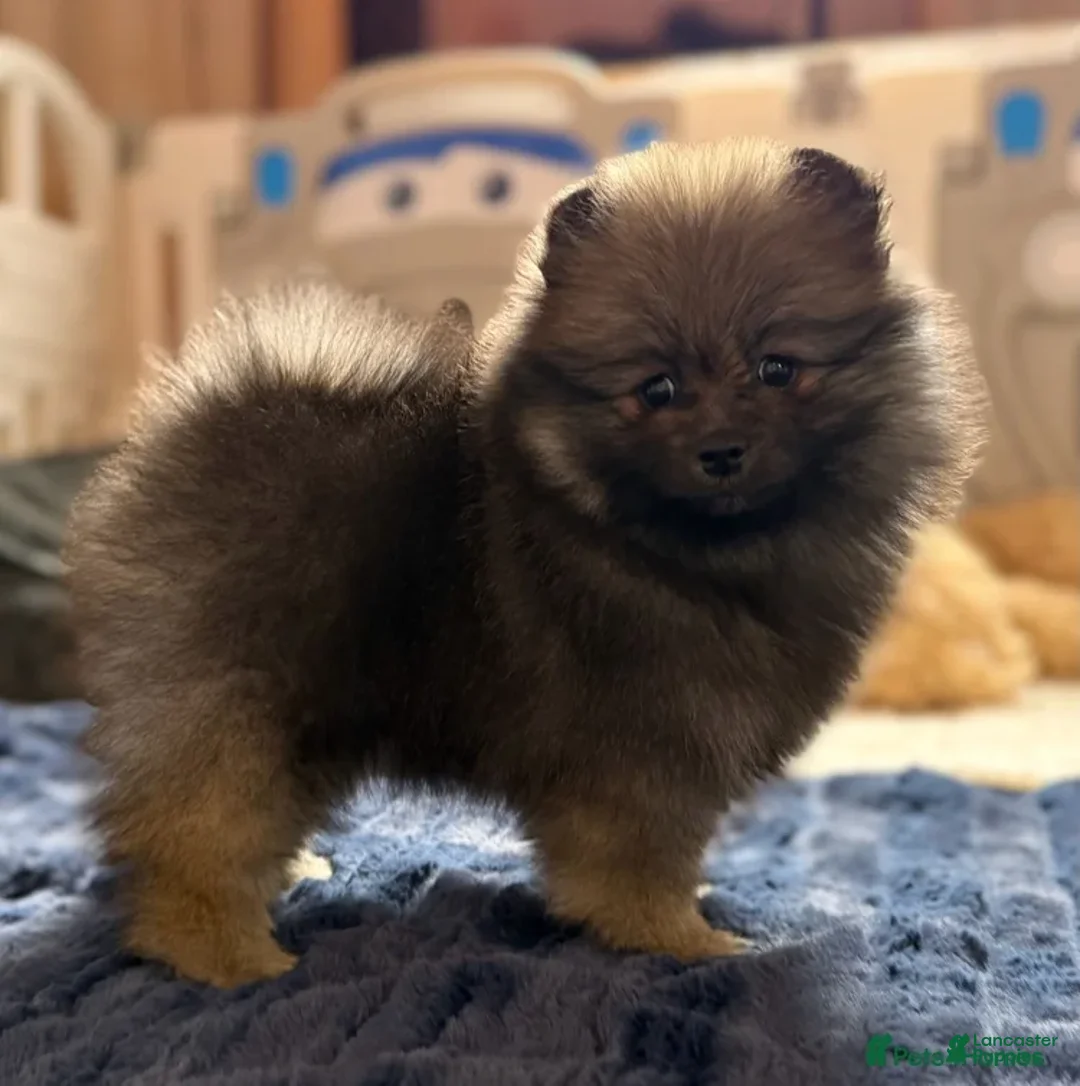 Pomeranian dogs for sale: Greg - Ad 22