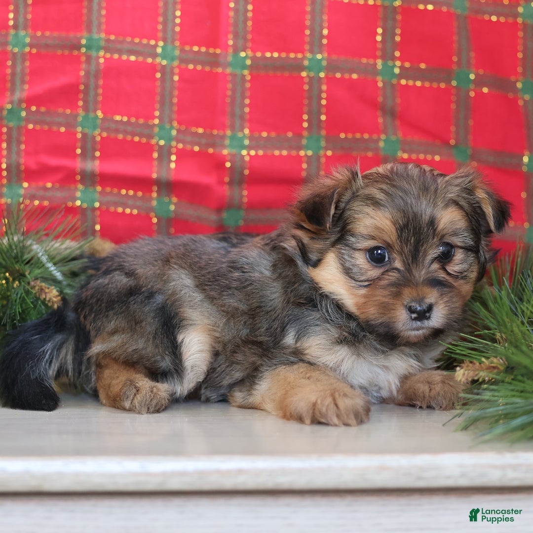 Mixed Breed dogs for sale: Pretzel  - Ad 4
