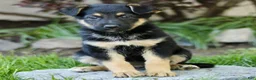 Mixed Breed dogs for sale: Orbit - Ad 3