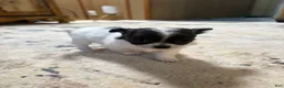 Chihuahua dogs for sale: Chihuahua 2 - Ad 5