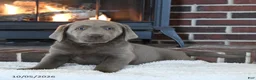 Labrador Retriever dogs for sale: Flint - Ad 1