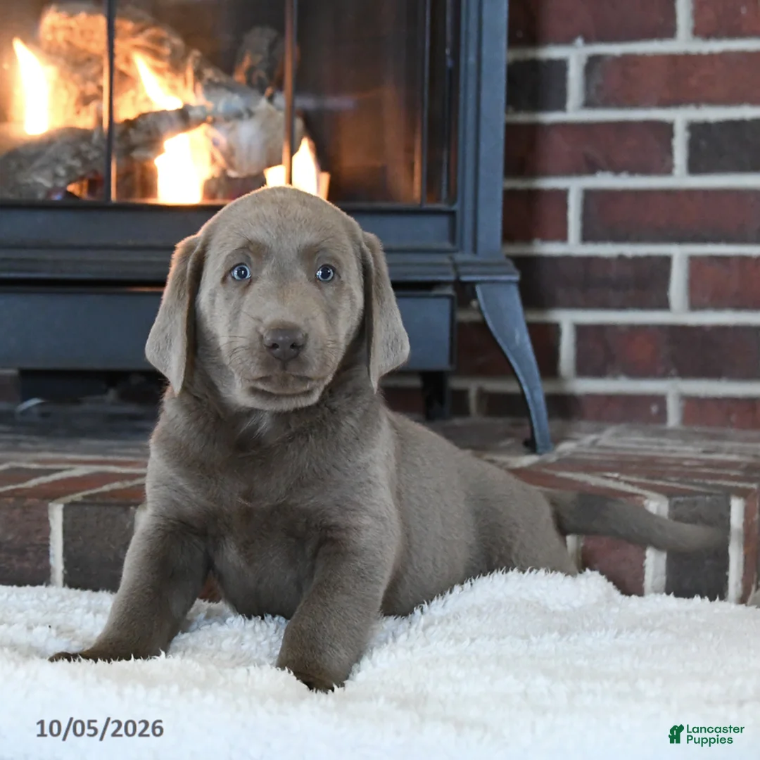 Labrador Retriever dogs for sale: Flint - Ad 1