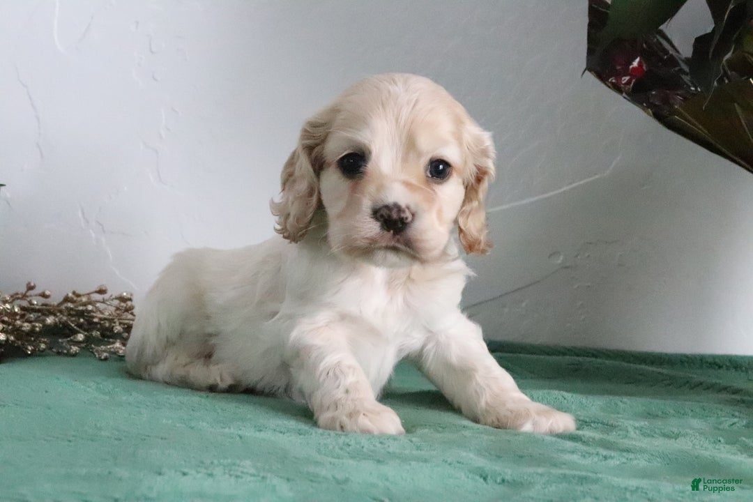 Cocker Spaniel dogs for sale: Kody - Ad 7
