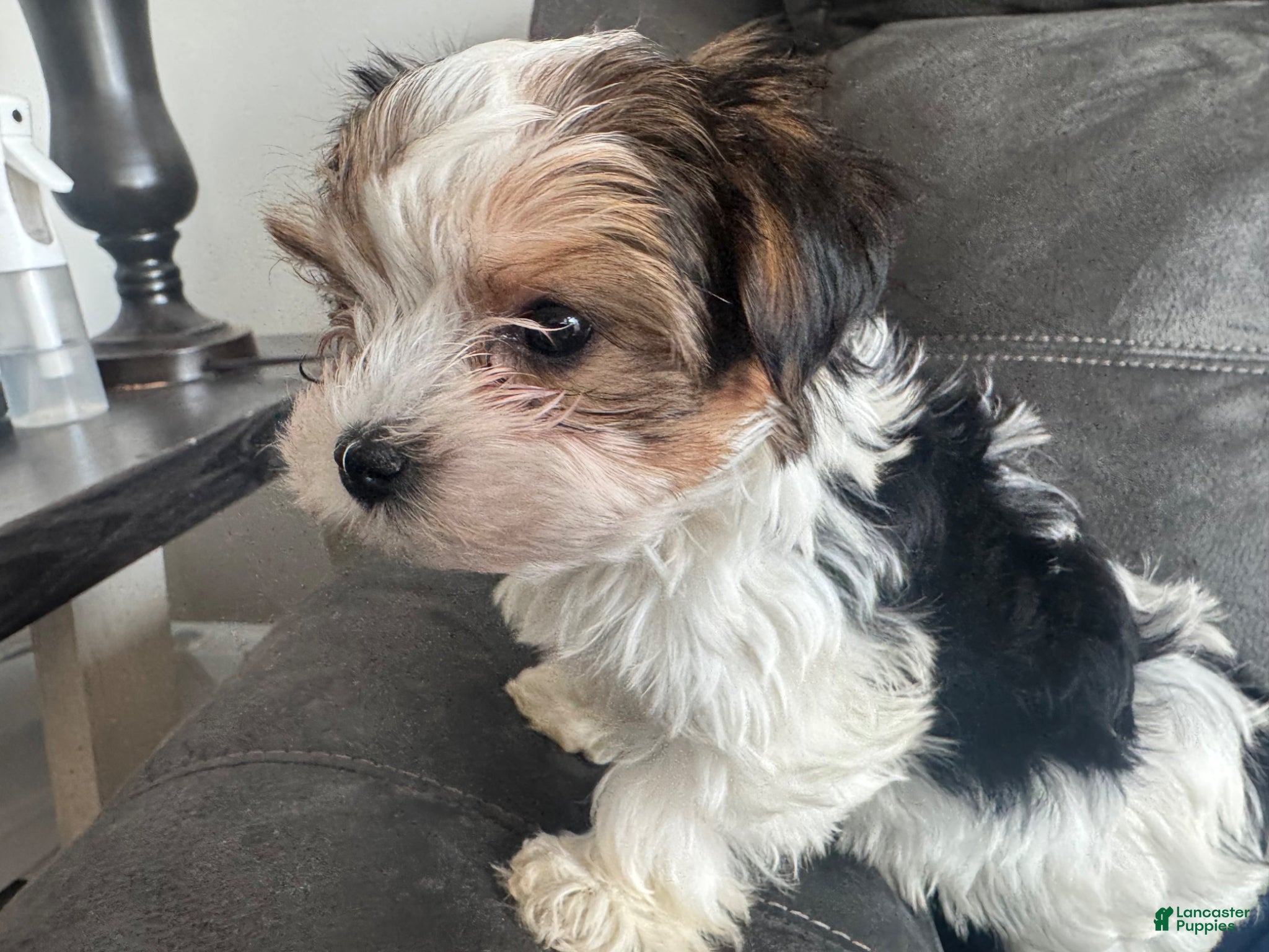 Yorkshire Terrier dogs Oreo  - Ad 1