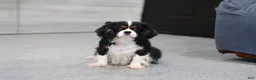 Cavapoo dogs for sale: Leo - Ad 17