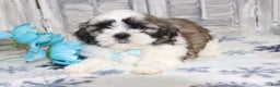 Shih Tzu dogs for sale: Logan  - Ad 4