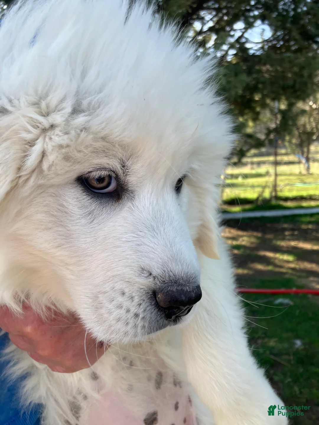 Great Pyrenees dogs for sale: Great Pyrenees Puppy 1 - Ad 1