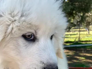 Great Pyrenees dogs Great Pyrenees Puppy 1 - Ad 6