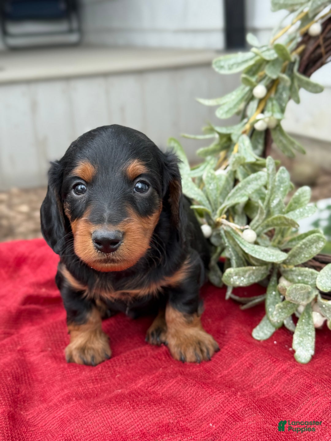 Miniature Dachshund dogs for sale: Eclair - Ad 1