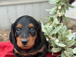 Miniature Dachshund dogs Eclair - Ad 18