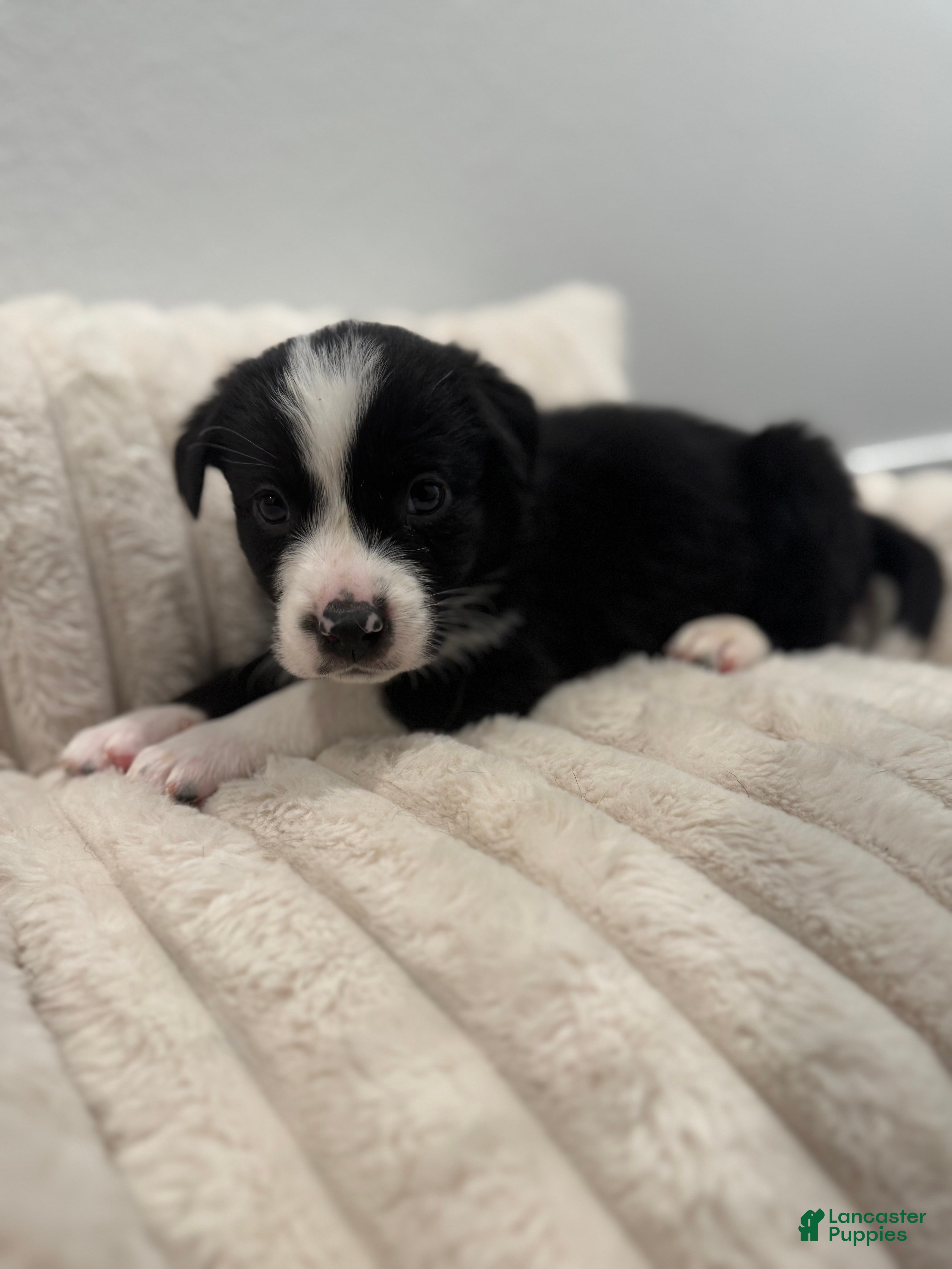 Mixed Breed dogs Jasper - Ad 20