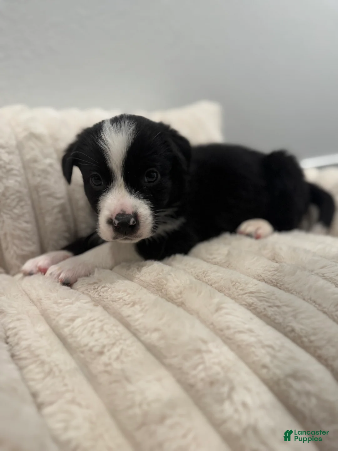 Mixed Breed dogs for sale: Jasper - Ad 1