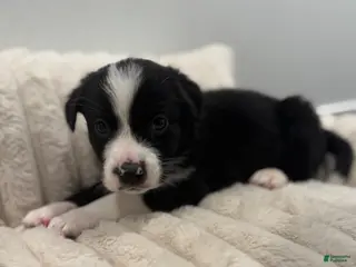 Mixed Breed dogs Jasper - Ad 17