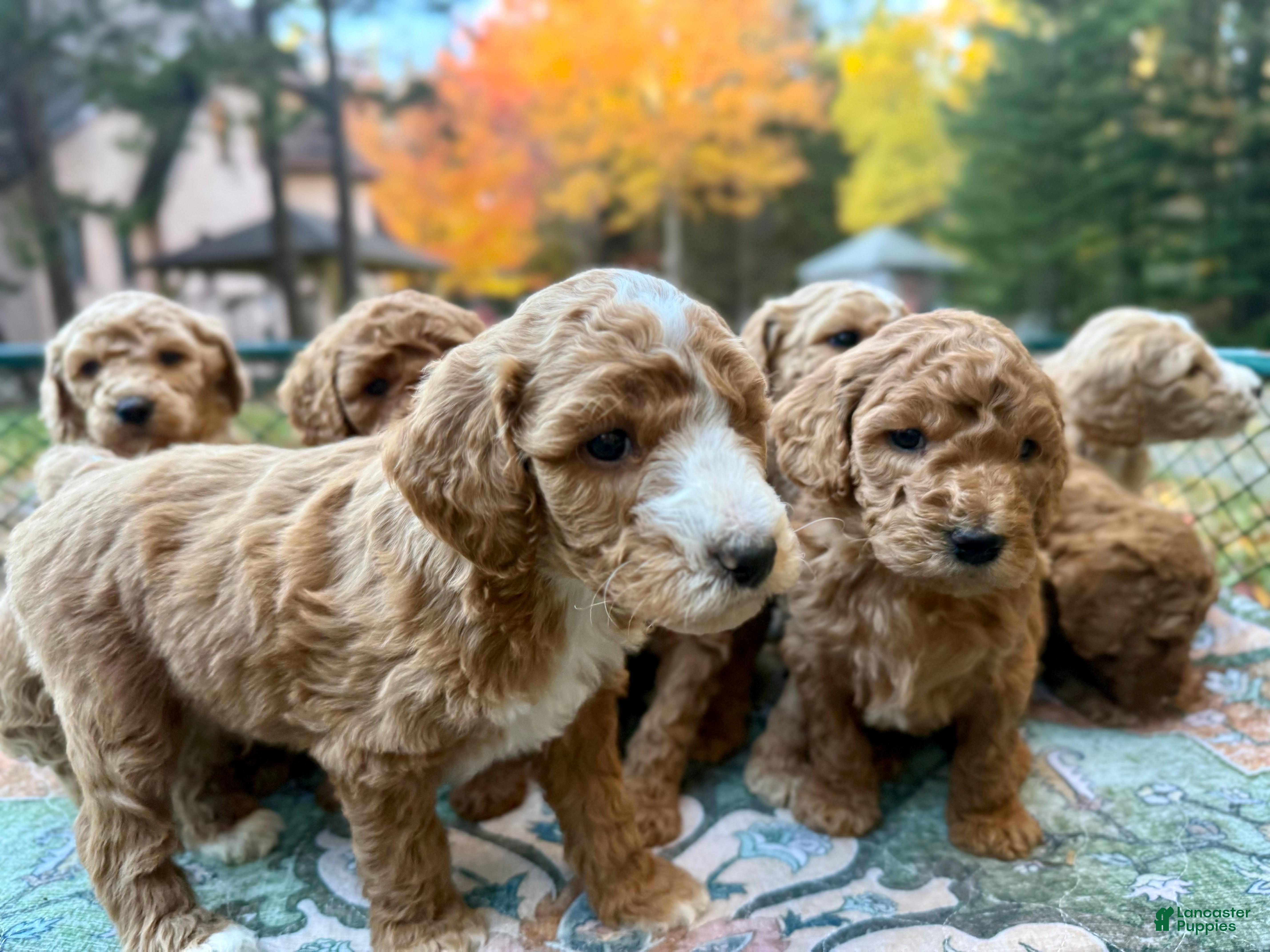 Standard Poodle dogs for sale: "Balty" Baltusrol - Ad 16