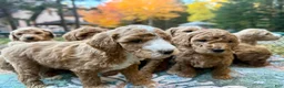 Standard Poodle dogs for sale: "Balty" Baltusrol - Ad 1