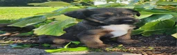 Mixed Breed dogs for sale: Bandit - Ad 3