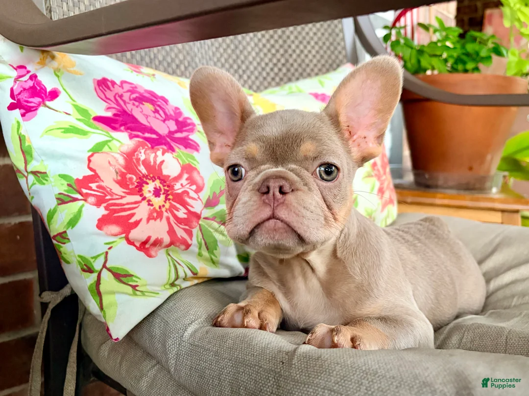 French Bulldog dogs for sale: ISABELLA MOON PIE - Ad 1