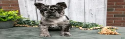 French Bulldog dogs for sale: Maple - Ad 3