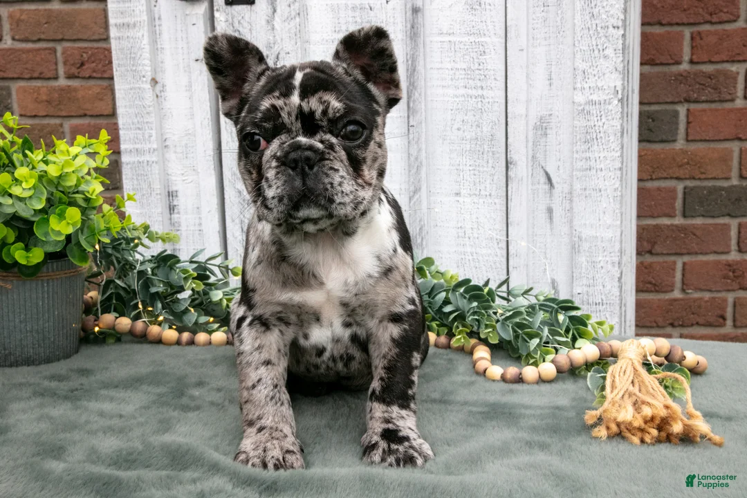 French Bulldog dogs for sale: Maple - Ad 3