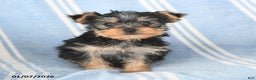 Yorkshire Terrier dogs for sale: Tammy - Ad 3