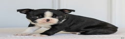Boston Terrier dogs for sale: Ellie  - Ad 7