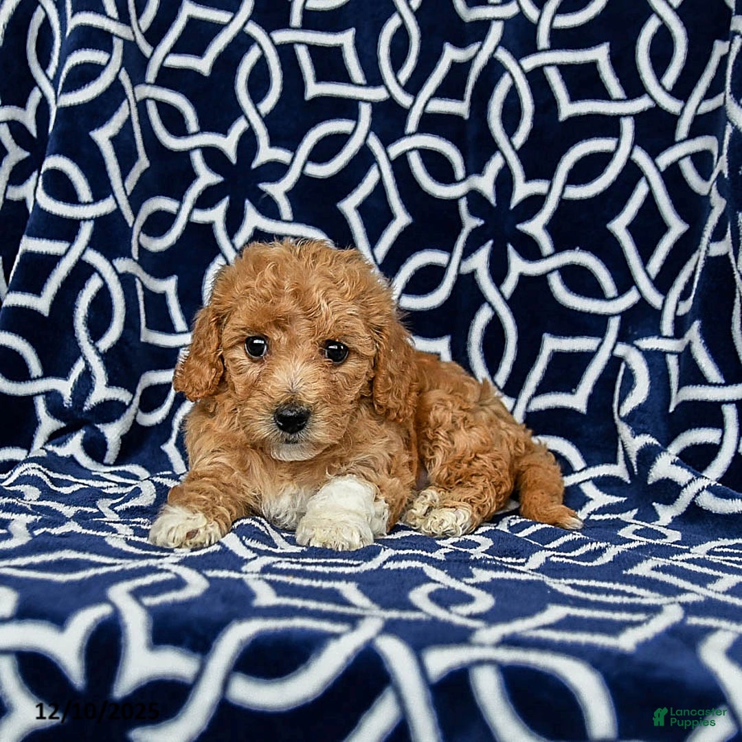 Bichpoo dogs for sale: Rosie - Ad 3