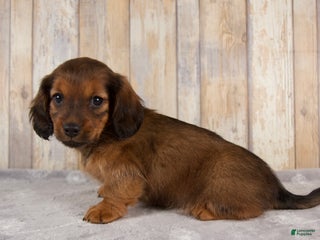 Miniature Dachshund dogs - Ad 31