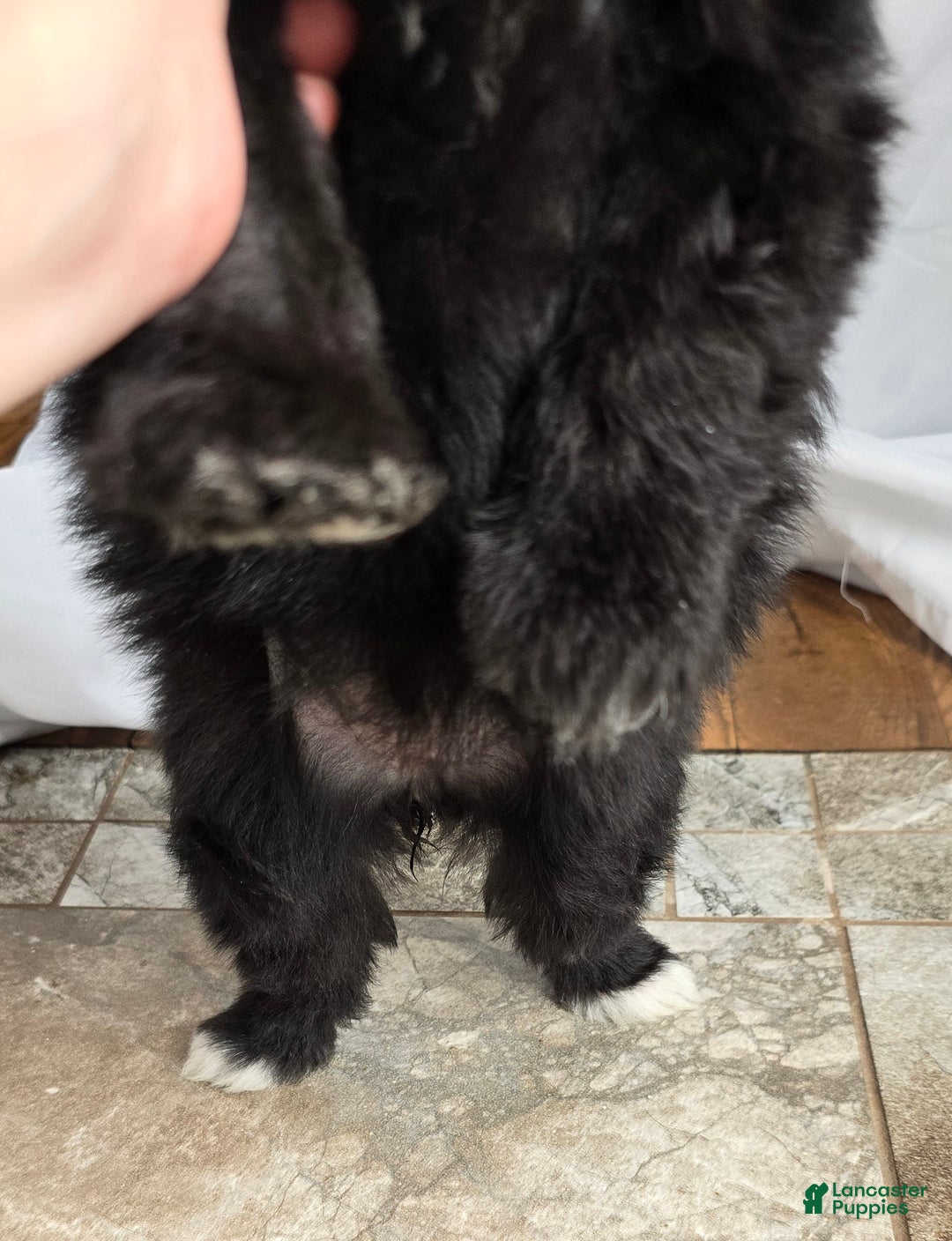 Pomapoo dogs for sale: Pomapoo Puppy 1 - Ad 5
