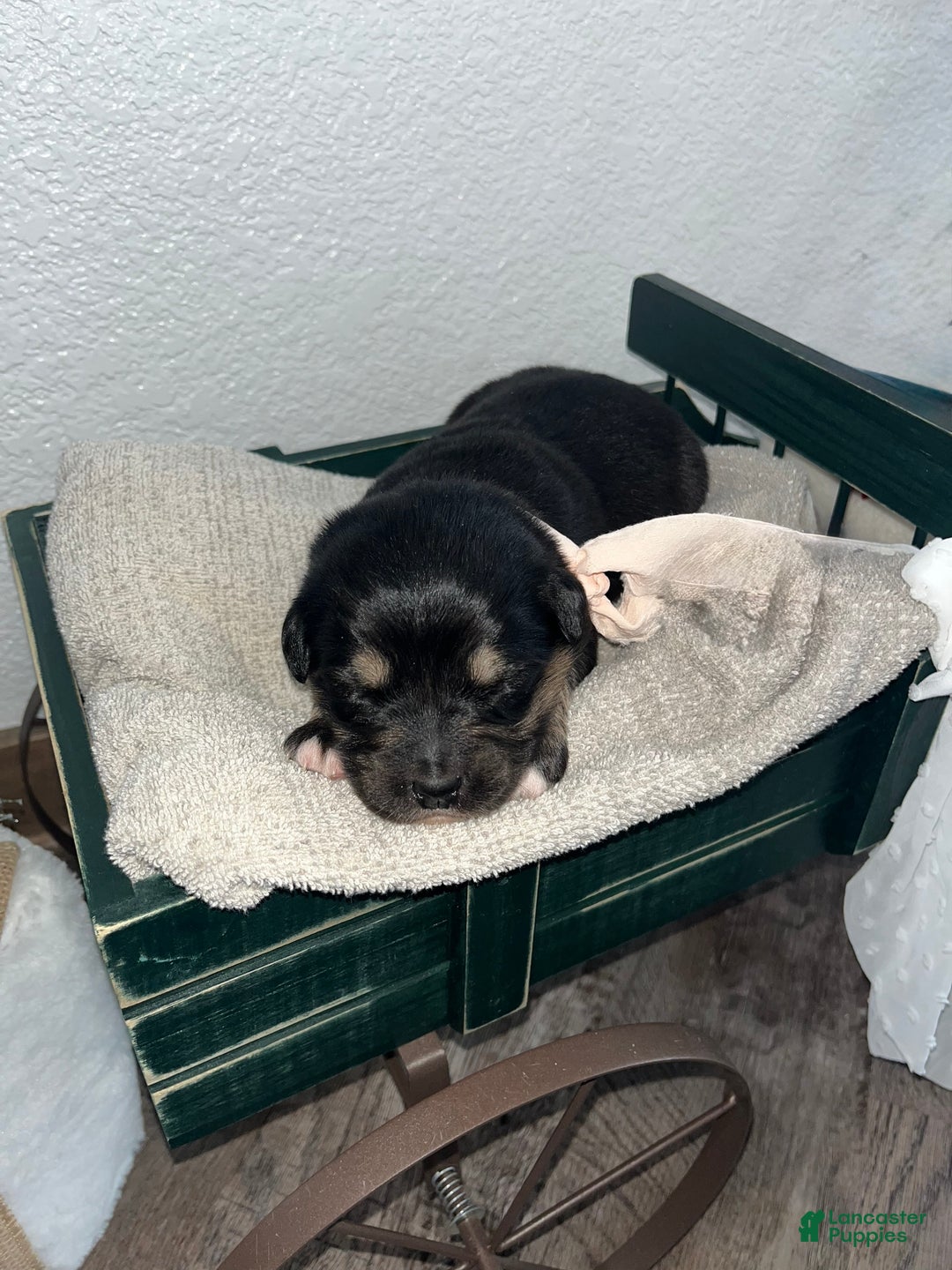 Mixed Breed dogs for sale: Mocha🩷 - Ad 1