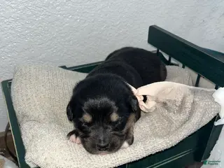 Mixed Breed dogs Mocha🩷 - Ad 38